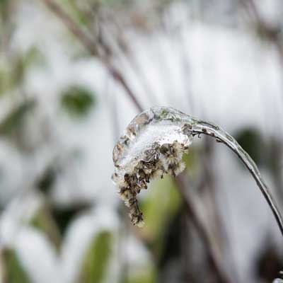 Healing plants with crystals on WhiteWicca